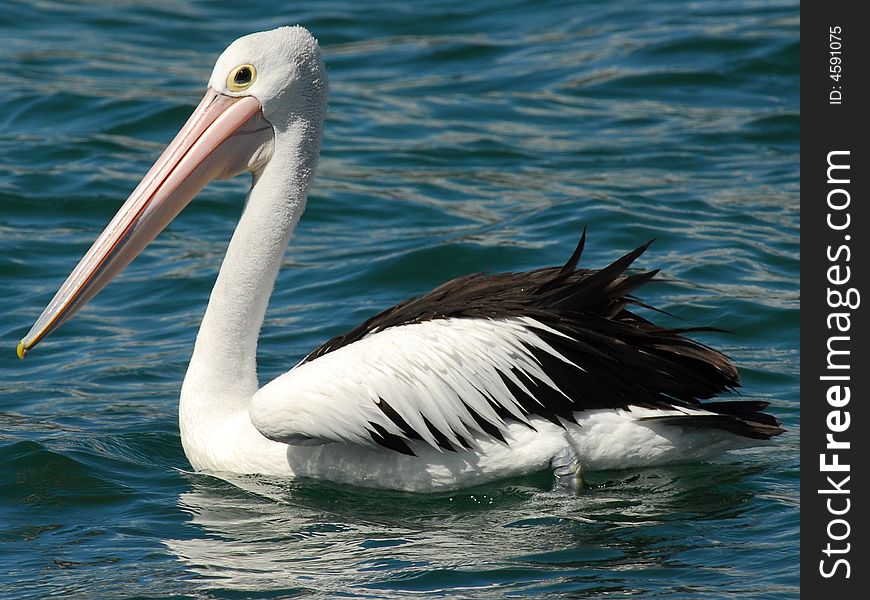 Pelican,in Rose Harbor,Sydney,Austrilia.