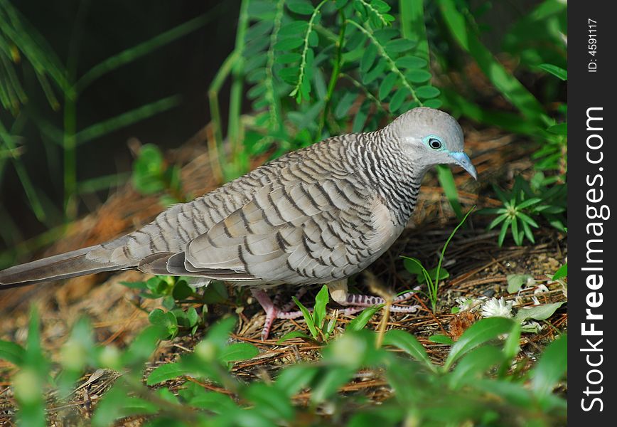 Little Dove,Cairns,Australia.Jan,2008.