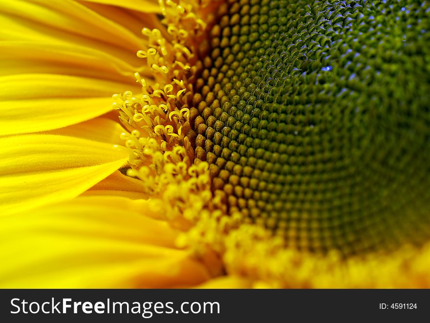 A plant called sunflower
yellow
round