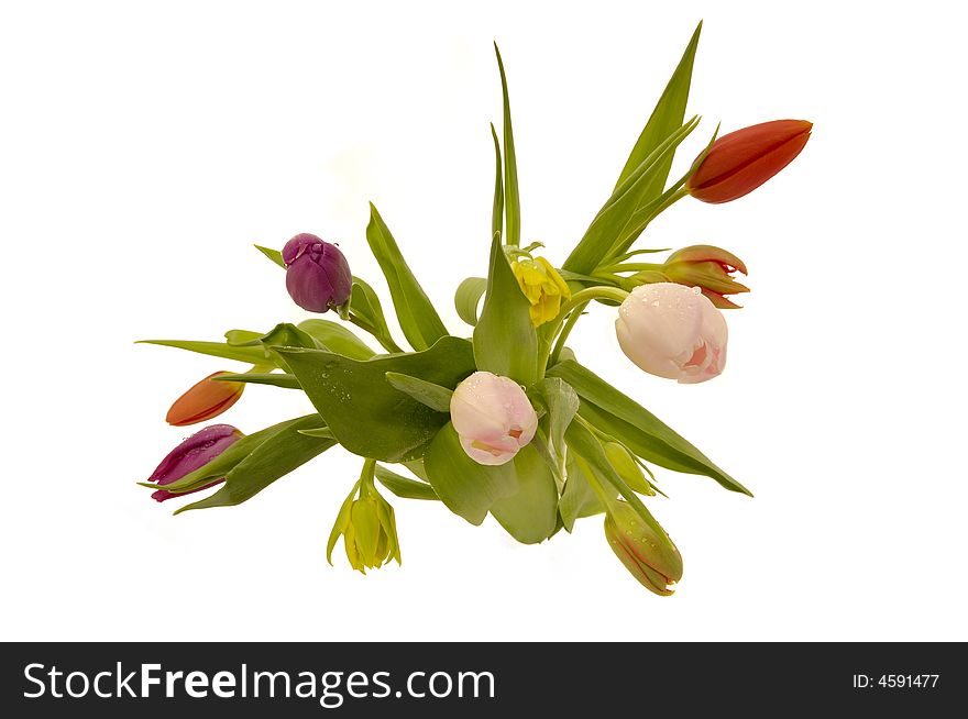 Tulip Flowers On White Background