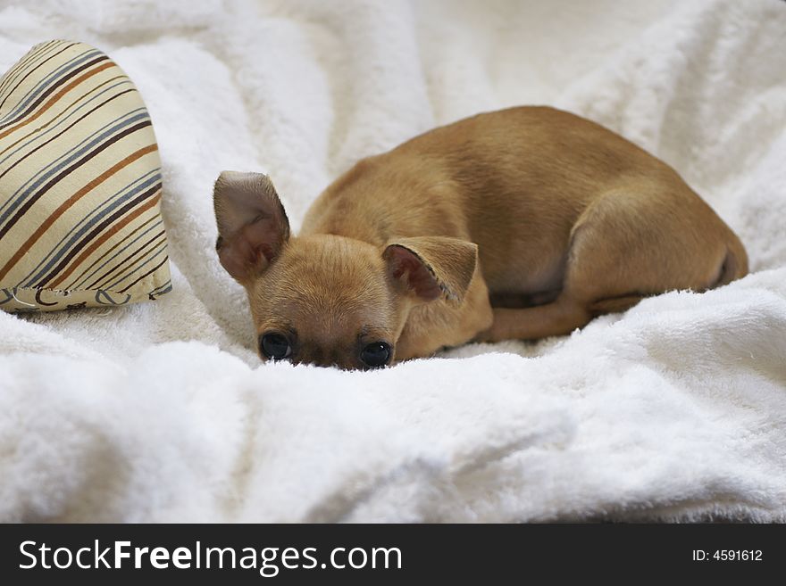 Cute puppy chihuahua is laying on white robe. Cute puppy chihuahua is laying on white robe