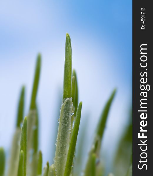 Grass with water drops over a blue sky