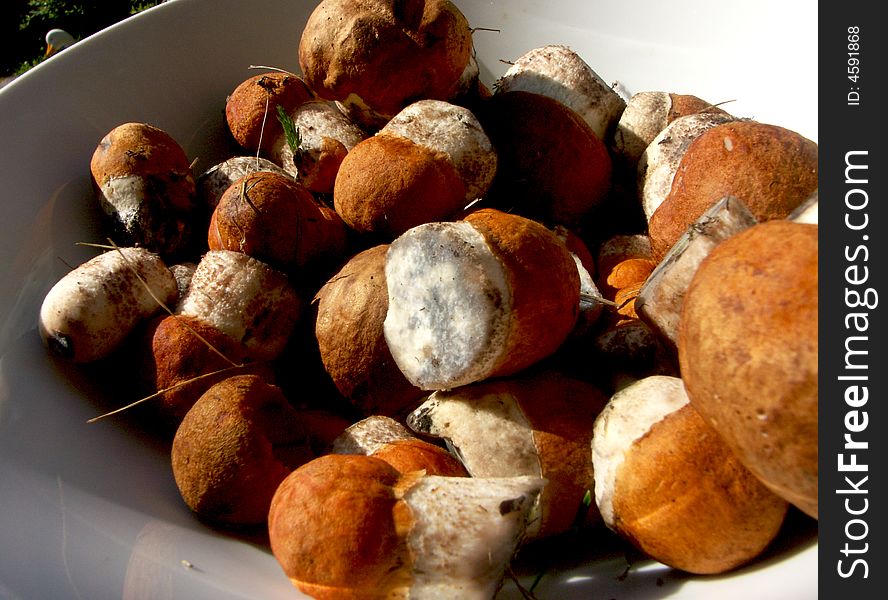 Aspen mushrooms on a dish. Aspen mushrooms on a dish