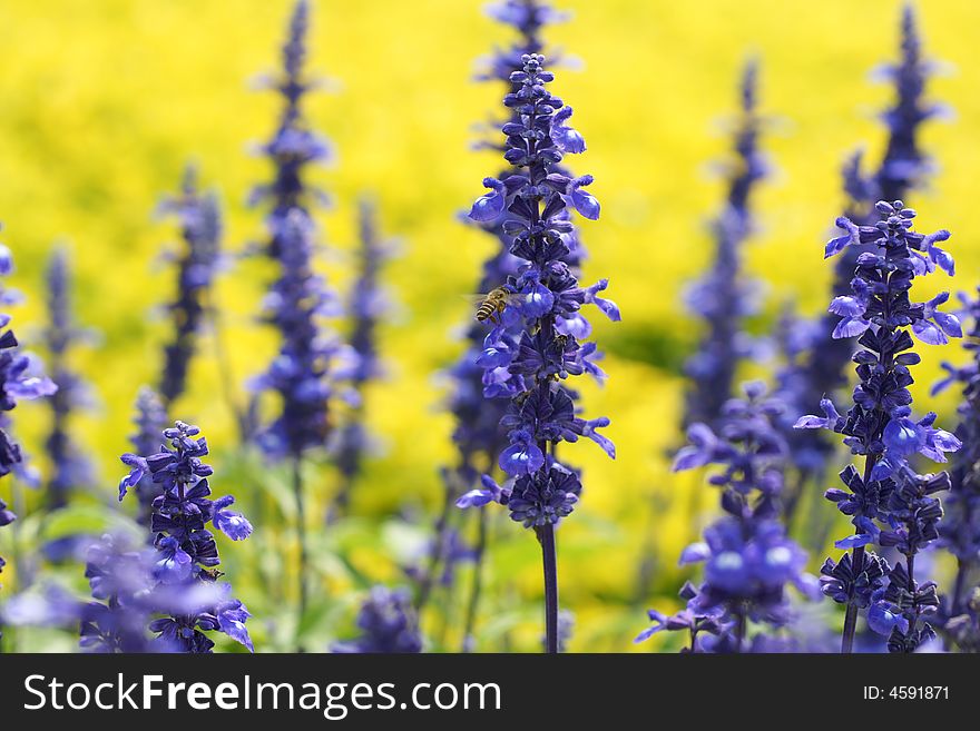 Bee In Love With Flowers