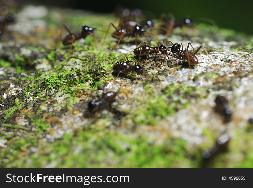 Ants Communicating With Each Other