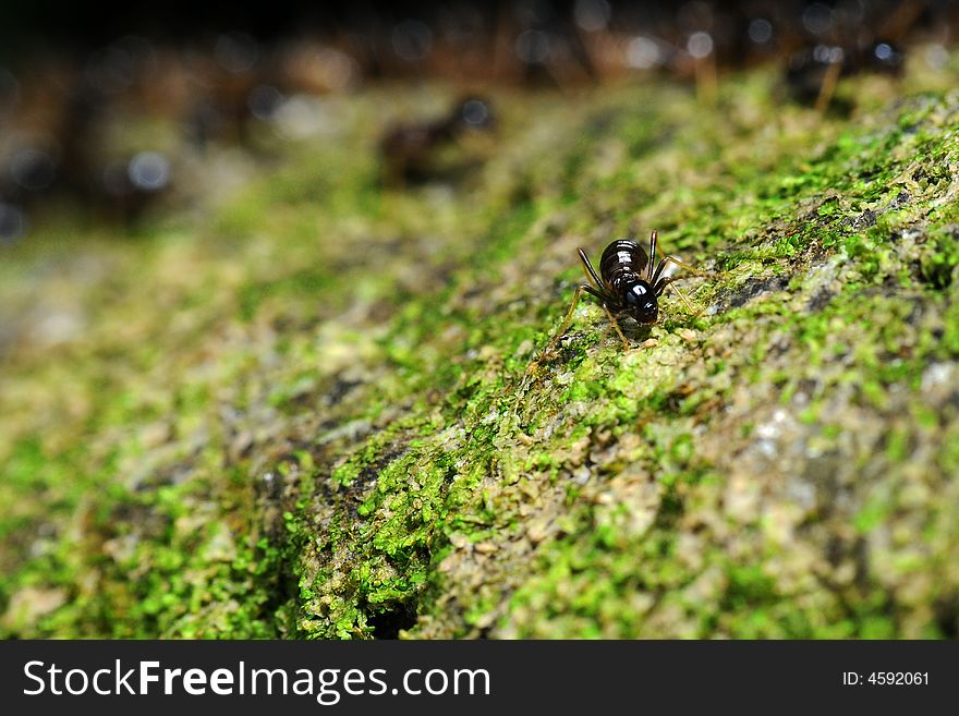 An ant deserting from its marching colony in the background. An ant deserting from its marching colony in the background