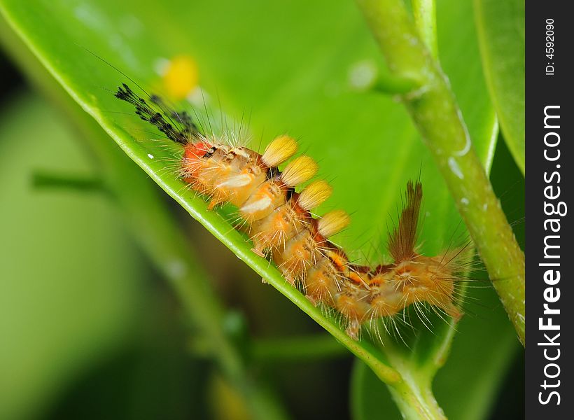 A hairy caterpillar resting on a green leaf. A hairy caterpillar resting on a green leaf