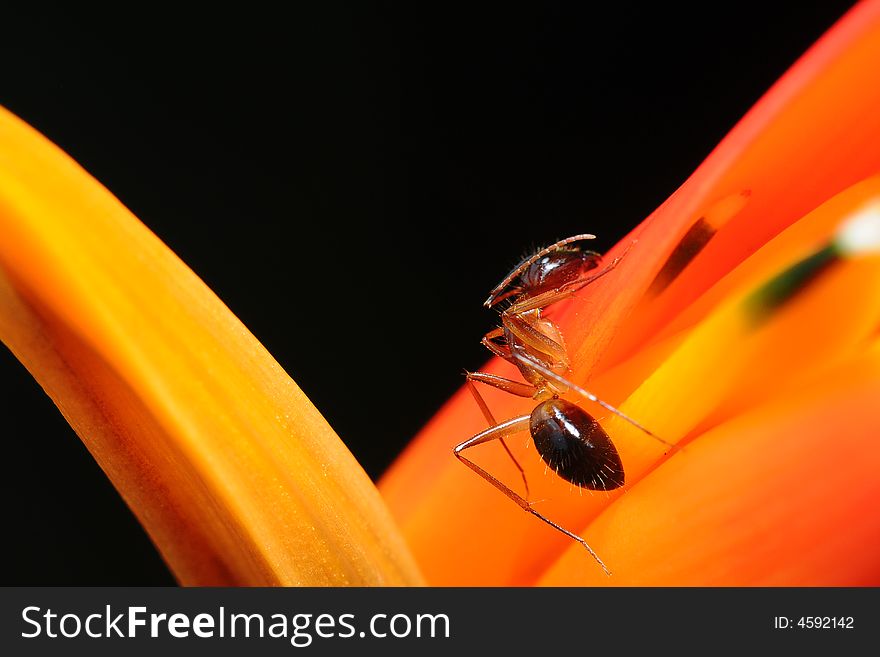 Ant On Orange Finger Flower