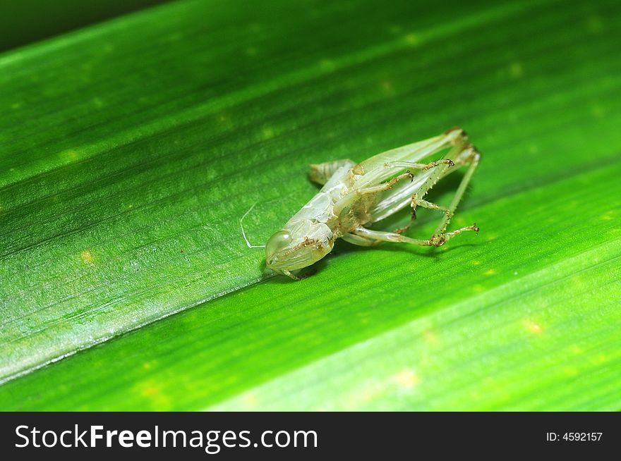 Evidence of a cricket going through part of its lifecycle. Evidence of a cricket going through part of its lifecycle