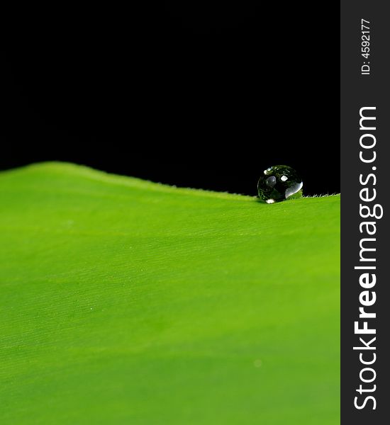 Water droplet on curved surface of a green leaf