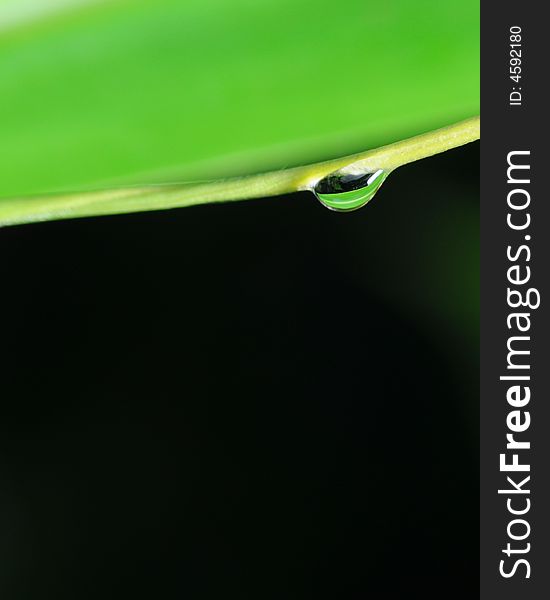 Water droplet on the edge of the leaf. Water droplet on the edge of the leaf