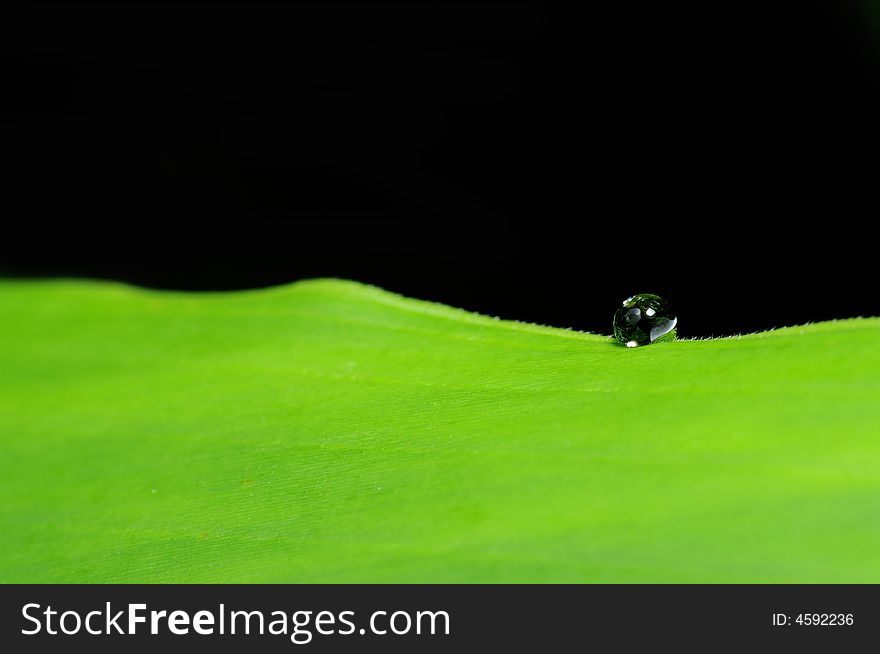 Water droplet on leaf against dark background