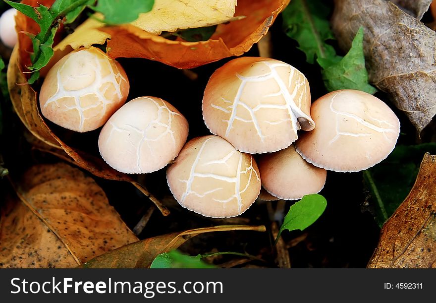Group of mushroom in a forest. Group of mushroom in a forest
