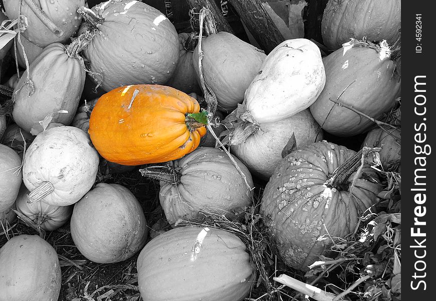 Orange pumpkin isoletet of background. Orange pumpkin isoletet of background