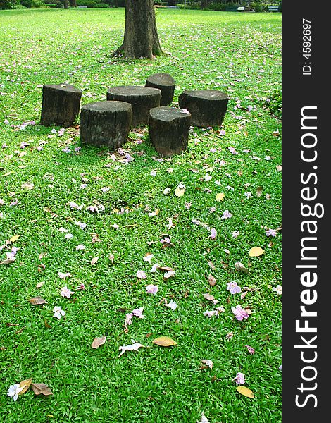 Wooden Bench and Green Grass