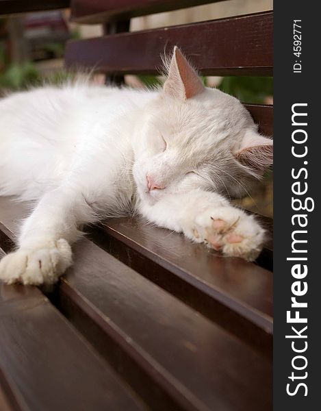 A kitten is sleeping on the bench. A kitten is sleeping on the bench