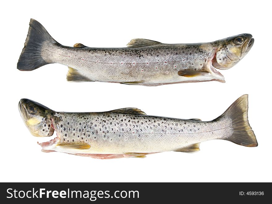 Fresh and dead trouts on the white background. Fresh and dead trouts on the white background