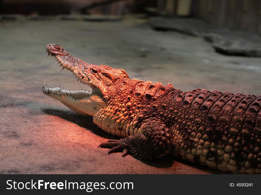 Crocodile warming at the zoo