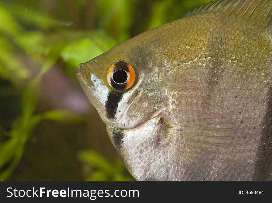 Aquarium fish with eggs on the plant