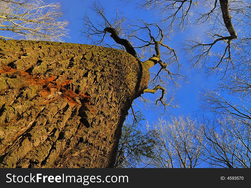 Broad-leaved trees in a forest in winter. Broad-leaved trees in a forest in winter