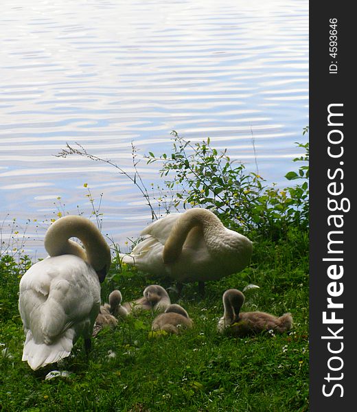 Swans and their puppies on the shore of lake. Swans and their puppies on the shore of lake