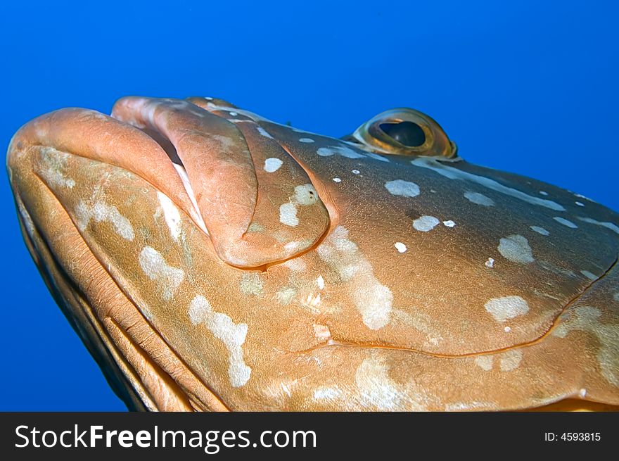 This close-up reveals the head of a Nassau grouper as it gazes upwards into an area of rich blue copy space. This close-up reveals the head of a Nassau grouper as it gazes upwards into an area of rich blue copy space.