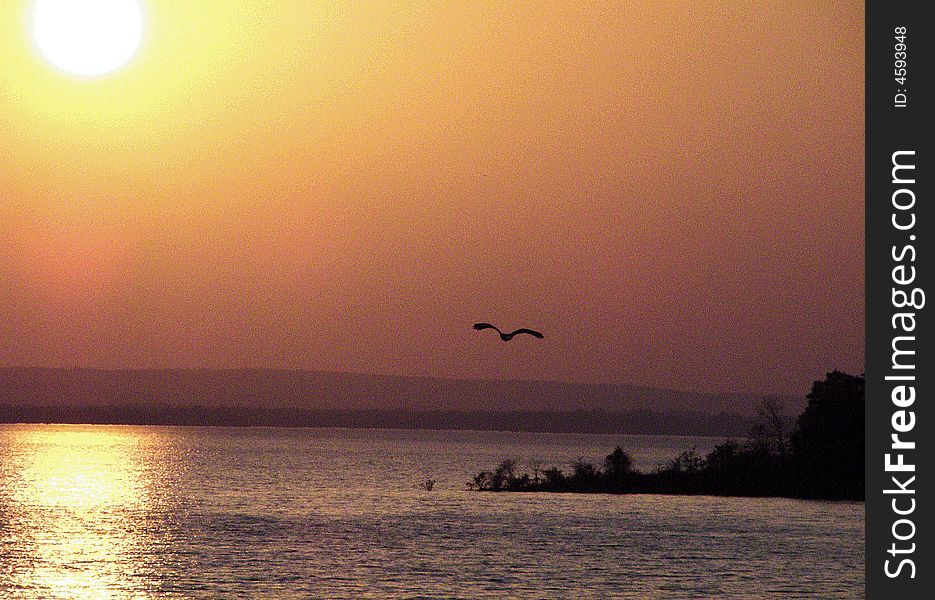 This was taken at Wister Lake State Park in Wister Oklahoma, right at sun set looking into the sun with the camera, I happend to catch the Great Blue Heron in flight across the water. This was taken at Wister Lake State Park in Wister Oklahoma, right at sun set looking into the sun with the camera, I happend to catch the Great Blue Heron in flight across the water