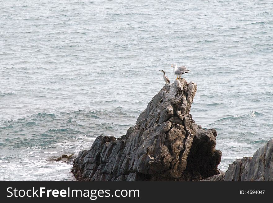 On the Ligurian Western Riviera a  couple of gulls wait on the rock near the sea and a cormorant stay with them. On the Ligurian Western Riviera a  couple of gulls wait on the rock near the sea and a cormorant stay with them