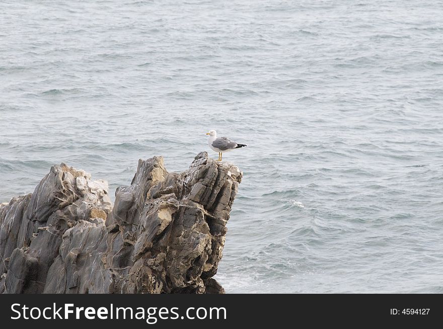 A gull waits on a rock near the seaside in Imperia on the ligurian riviera in Italy