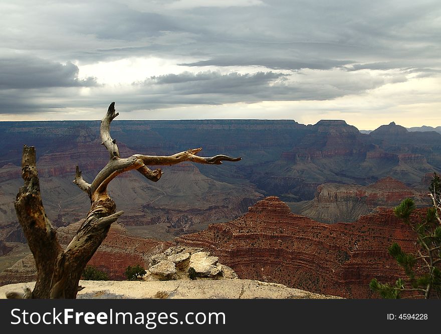View of dry tree above The Grand Canyon, Arizona