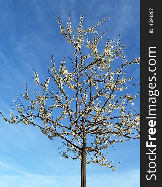 A less common redbud tree with white blossoms, standing alone (Cercis canadensis alba, or Eastern redbud alba). Found in Eastern U.S. Blooms in spring. A less common redbud tree with white blossoms, standing alone (Cercis canadensis alba, or Eastern redbud alba). Found in Eastern U.S. Blooms in spring.