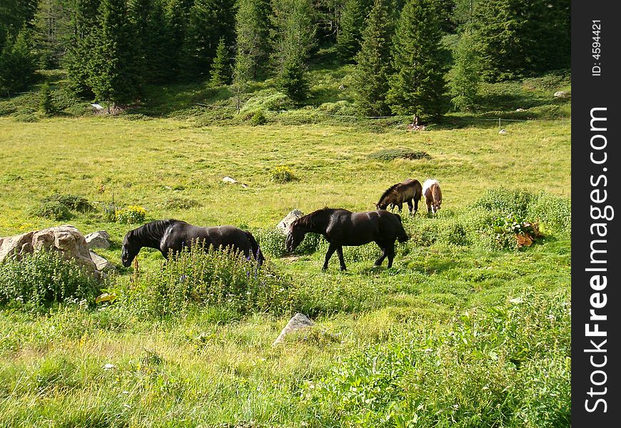 Group horses to Passo San Pellegrino, Dolomites