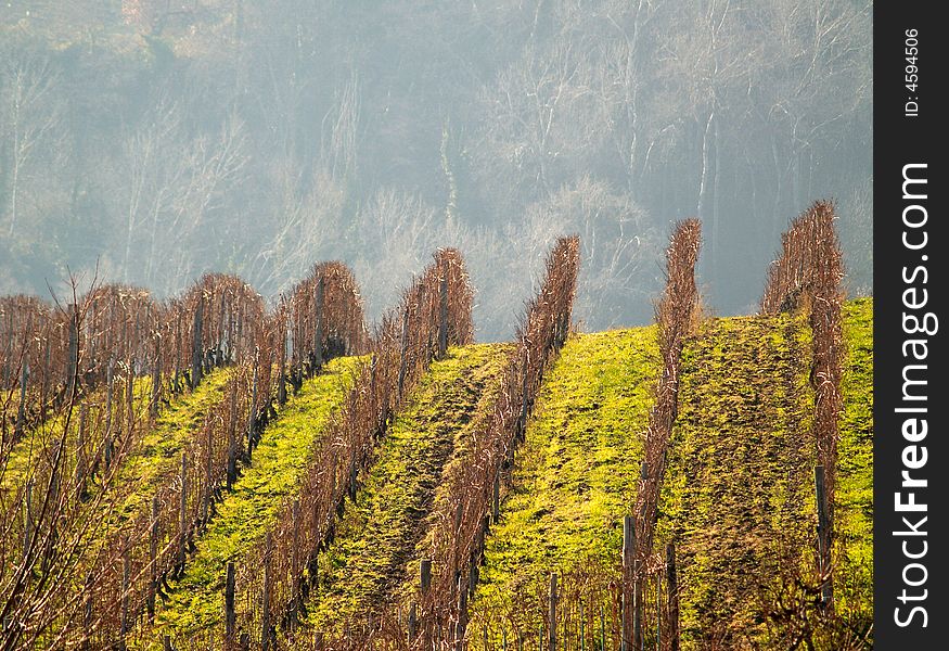 Overview of a dry vineyard  in Italy. Overview of a dry vineyard  in Italy