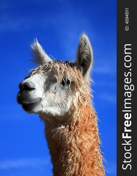 Alpacas animal looking away from camera