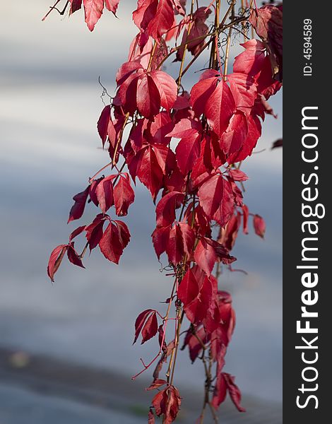 Red leafs, oktober in Munich, Germany