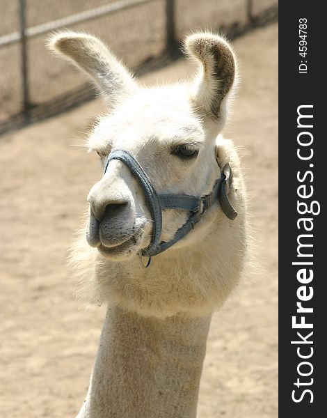 Vertical image of a llama with a muzzle