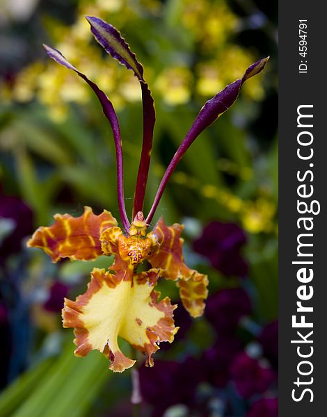 Vertical image of a colorful exotic orchid