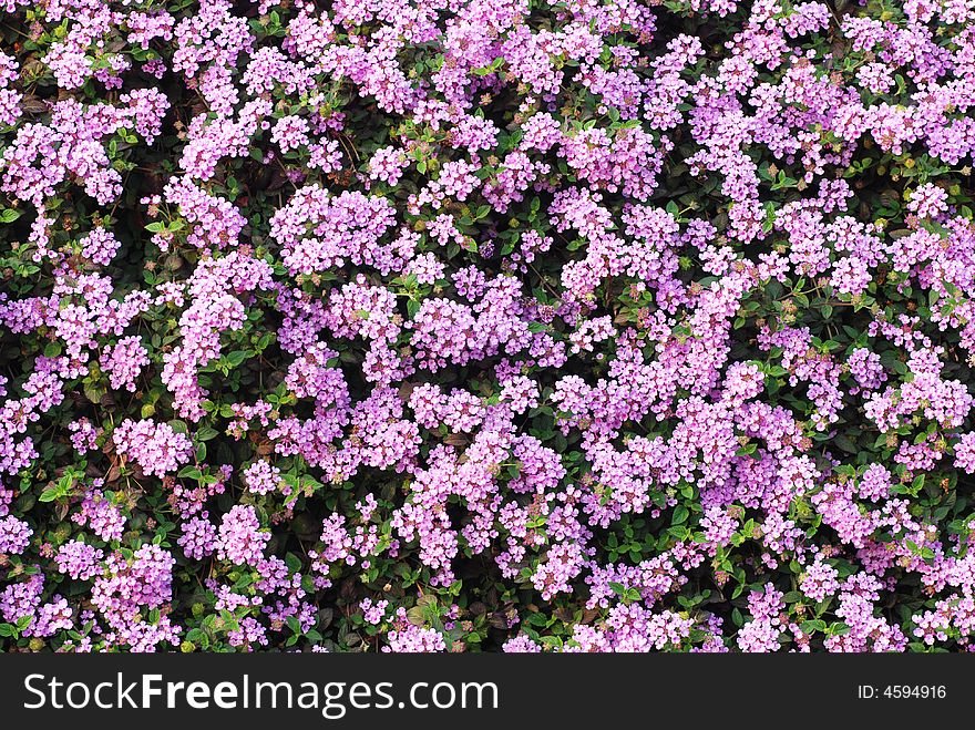 Many summer lilac flowers on a fence forming a beautiful pattern wall. Many summer lilac flowers on a fence forming a beautiful pattern wall.