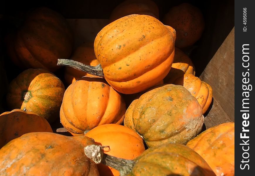 Still Life of Summer Squash at Organic Farmer's Market