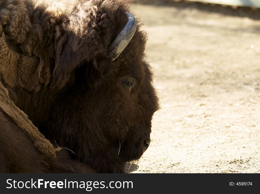 Bison At The Zoo