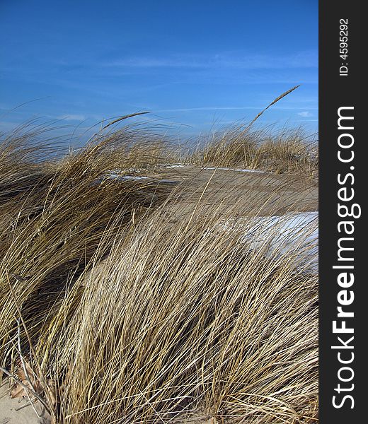 Along a Lake Michigan shoreline, these beach grasses blow in the winter wind. Along a Lake Michigan shoreline, these beach grasses blow in the winter wind.