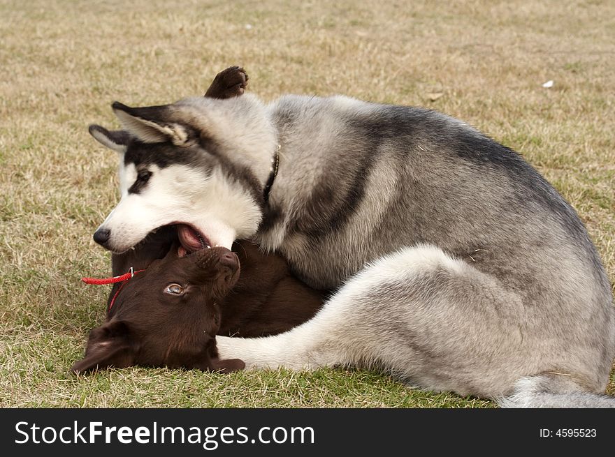 Huskie A dog of a breed developed in Siberia for pulling sleds and having a dense, variously colored coat. Huskie A dog of a breed developed in Siberia for pulling sleds and having a dense, variously colored coat.