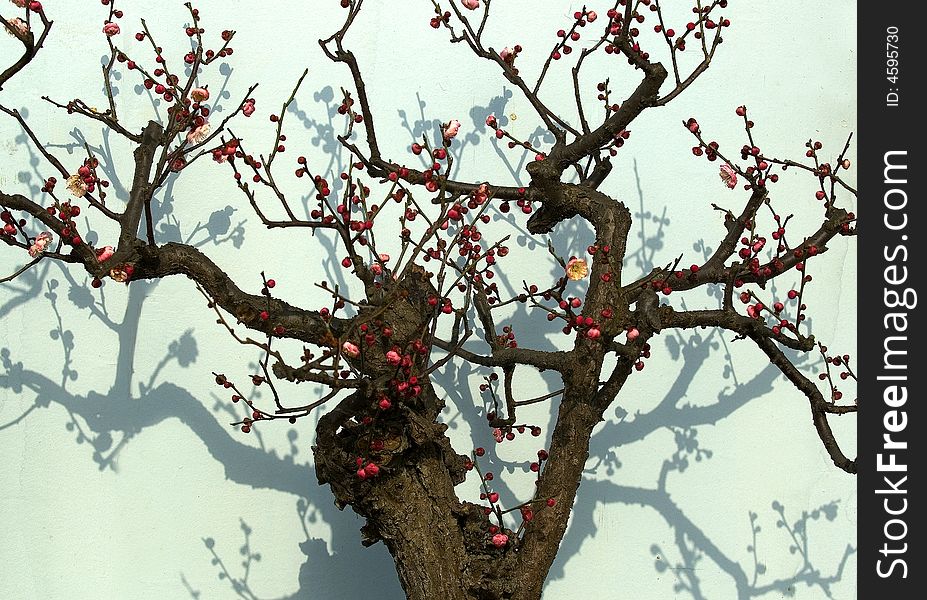 An old plum is blossoming in Nanjing in early spring. An old plum is blossoming in Nanjing in early spring.