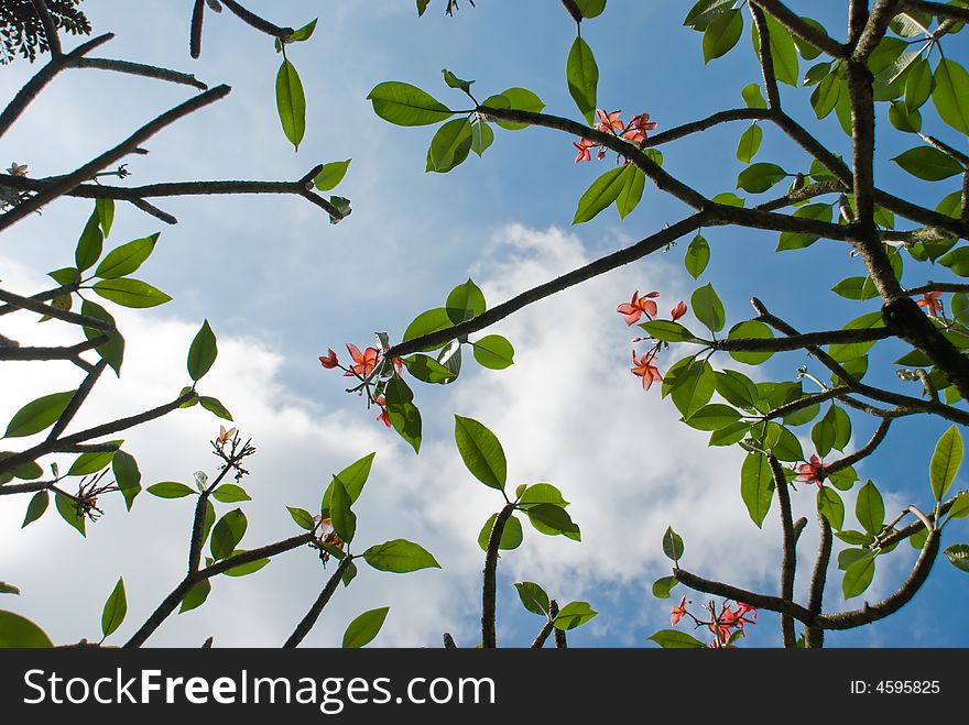 Blooming frangipani tree seen upwards against the cloudy sky