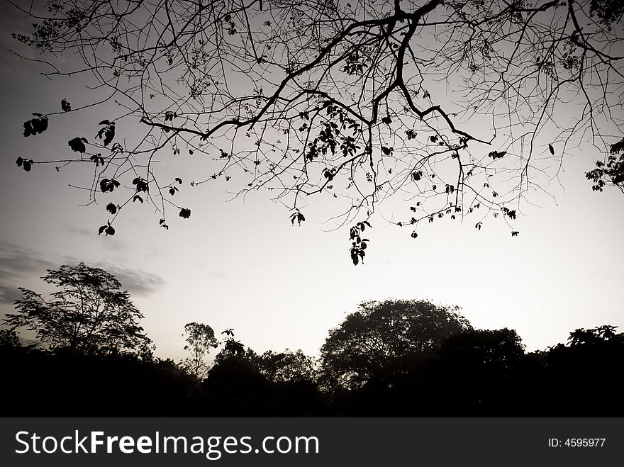 Fresh new leaves sprouting at the terminal ends of stark bare branches of a tree. In black and white. Fresh new leaves sprouting at the terminal ends of stark bare branches of a tree. In black and white.