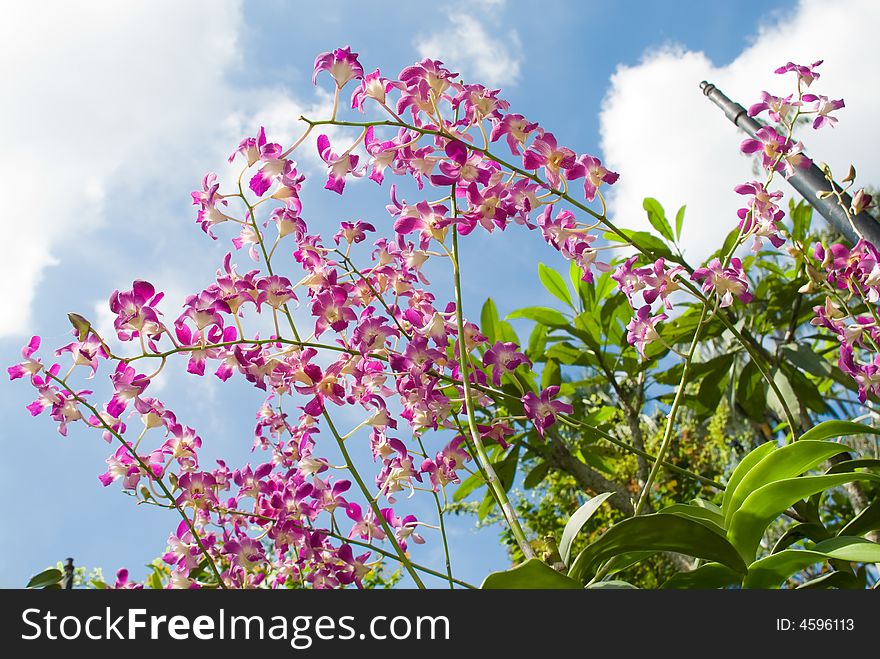 Pink hybrid orchids on display against a partly cloudy blue sky. Pink hybrid orchids on display against a partly cloudy blue sky.