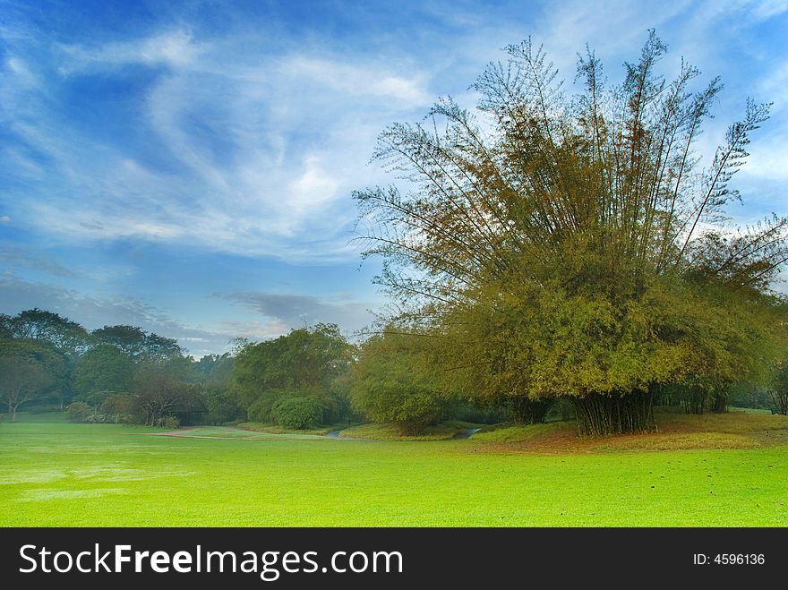 Swirling cirrus clouds filled the blue morning sky behind a tree clump in a green lawn. Swirling cirrus clouds filled the blue morning sky behind a tree clump in a green lawn.
