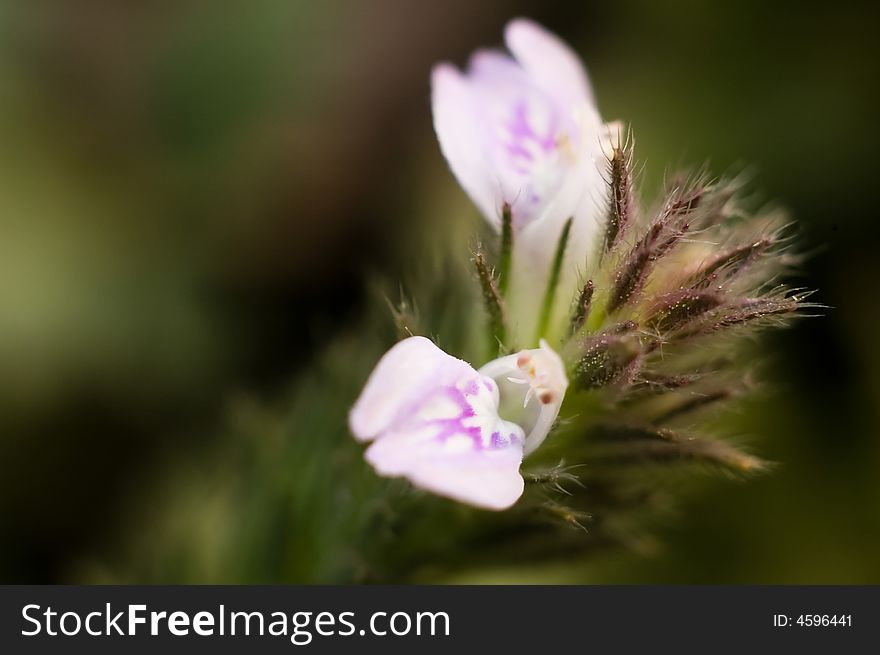 A little flower in bloom. A little flower in bloom