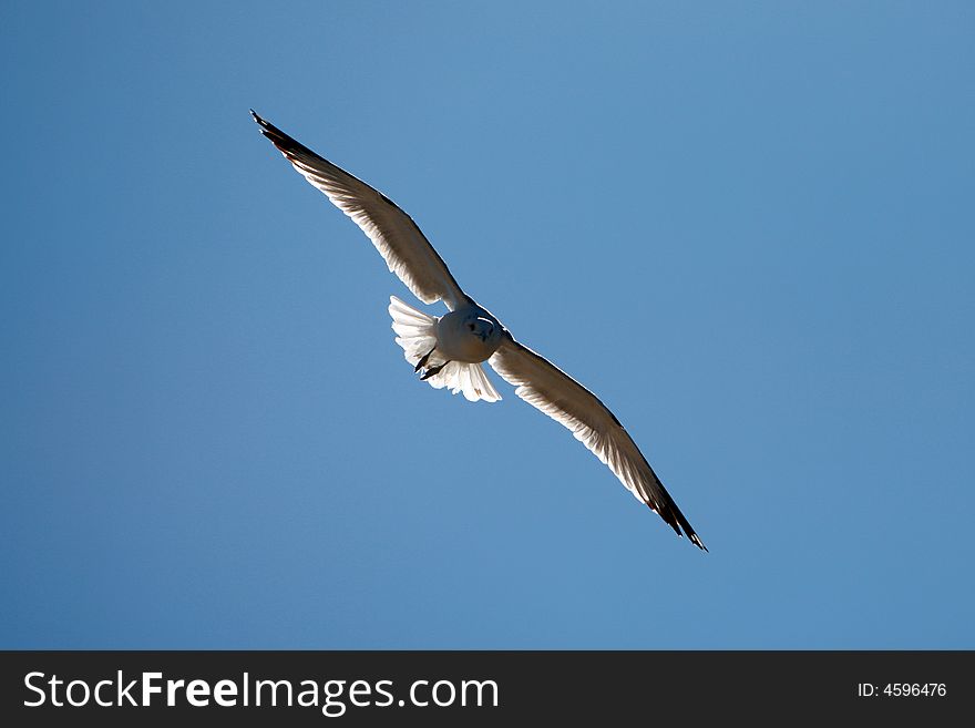 Seagull with back light on blue sky. Seagull with back light on blue sky