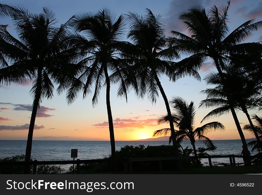 Silhouettes of Palm trees at sunset in Maui
